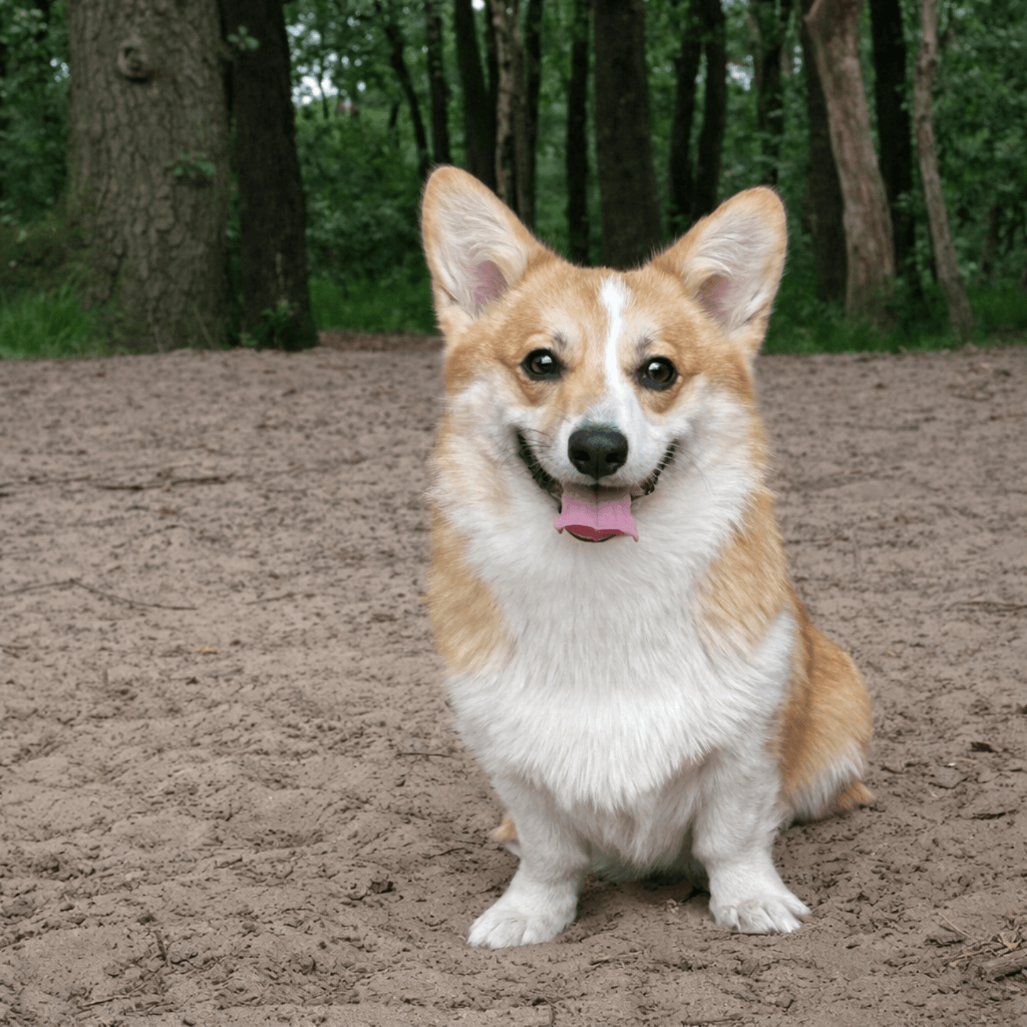 Corten Staal Huisdier Silhouet - Gepersonaliseerd