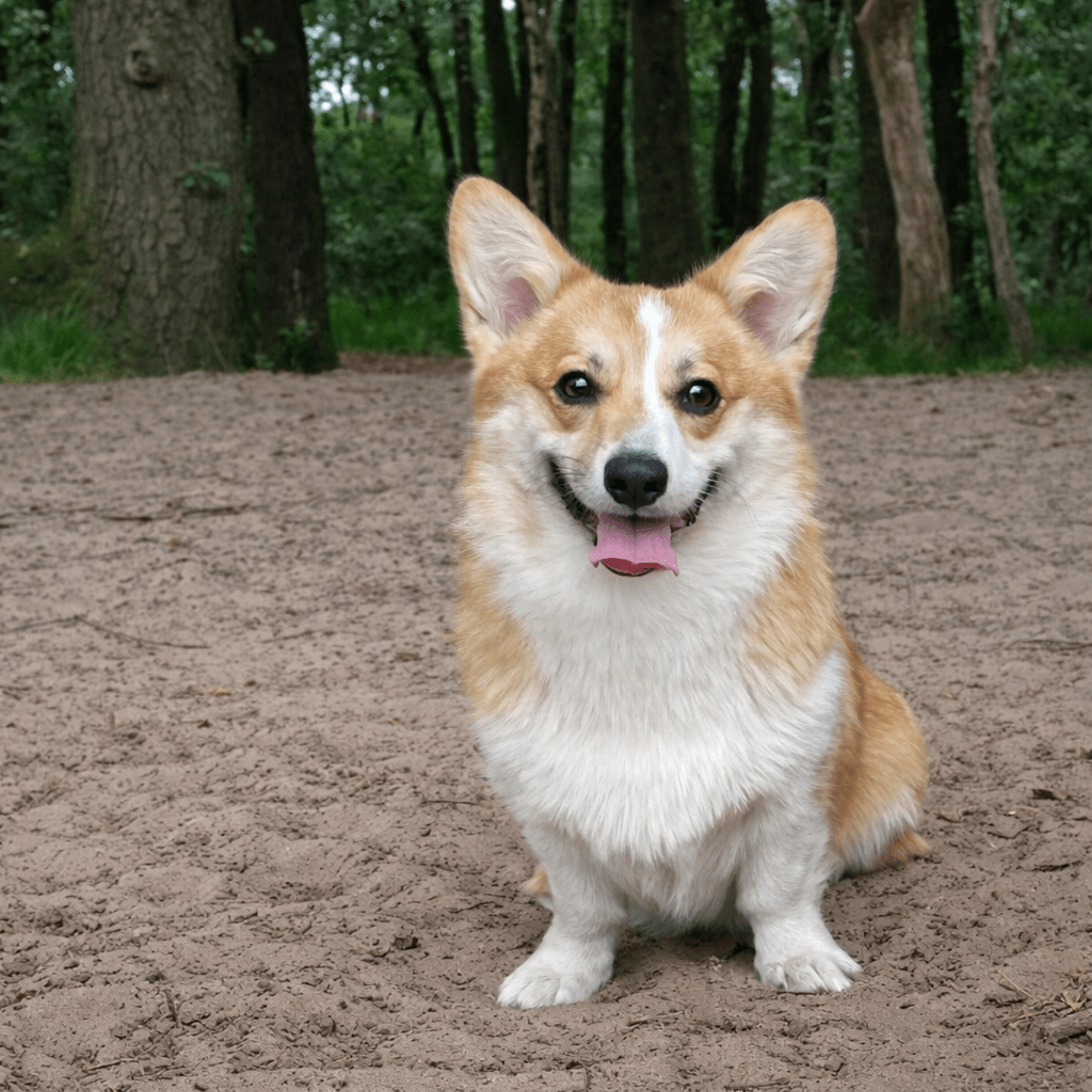 Corten Staal Huisdier Silhouet - Gepersonaliseerd