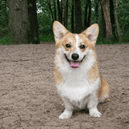 Corten Staal Huisdier Silhouet - Gepersonaliseerd